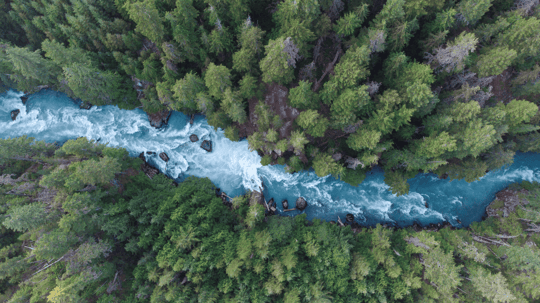 Trees-and-river-environmental-VERTEX-stock-1400x788-1