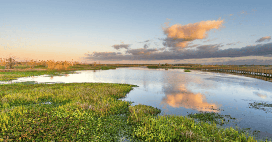 Wetlands-environemental-VERTEX-stock-600x314